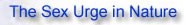 sex urge