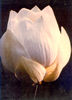 Sri Aurobindo ,mother and Adventure of Consciousness