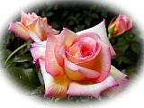 Balance of the nature in love for the Divine