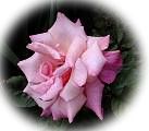 Humility in love for the Divine