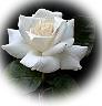 Integral love for the Divine