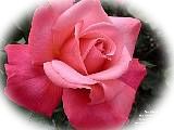 Love for the Divine