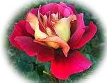 Balance of the nature in love for the Divine