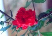 Divine Love