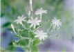 Purity