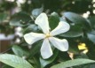 Radiating Purity