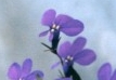 Remembrance of Sri Aurobindo