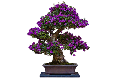 The Mother by Sri Aurobindo